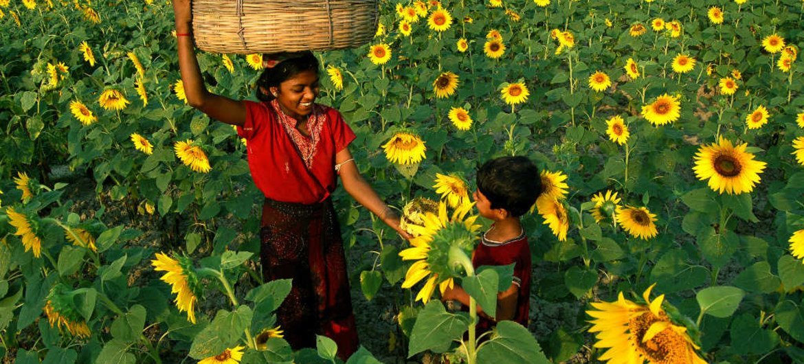أطفال في غورداها ، غرب البنغال ، الهند ، يجمعون عباد الشمس لاستخراج البذور منه لإنتاج زيت عباد الشمس.