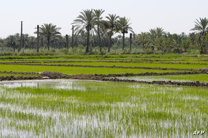 الأرز يعد مادة غذائية رئيسية في العراق